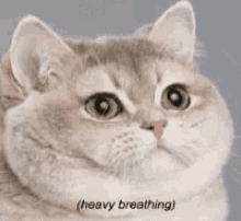 cat-heavy-breathing.gif