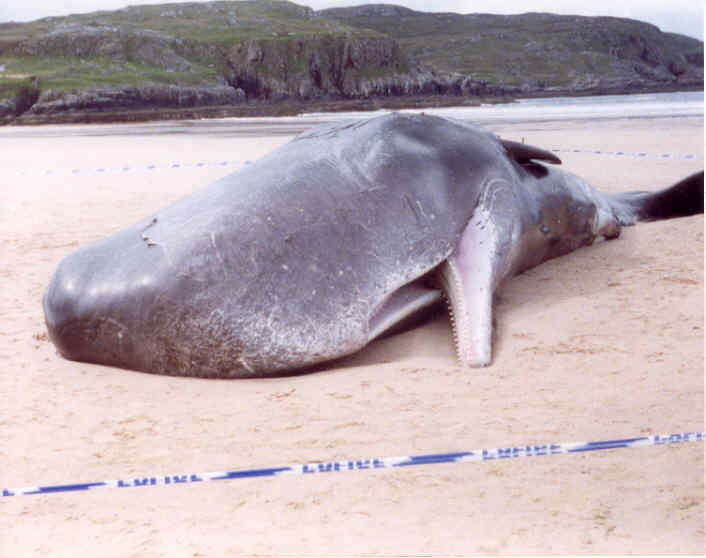 beached-whale.jpg