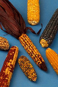 200px-Zea_mays.jpg