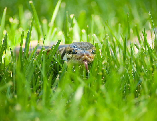 snake-in-the-grass.jpg