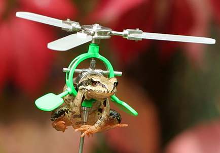 flyingfrogsd1.jpg