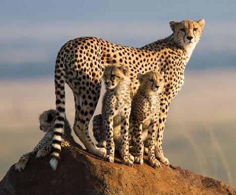 CheetahsMOS_468x387.jpg