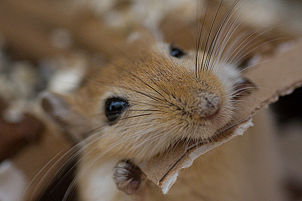 rodent_gerbil_by_msun.jpg