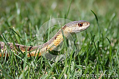 garter-snake-grass-15916383.jpg
