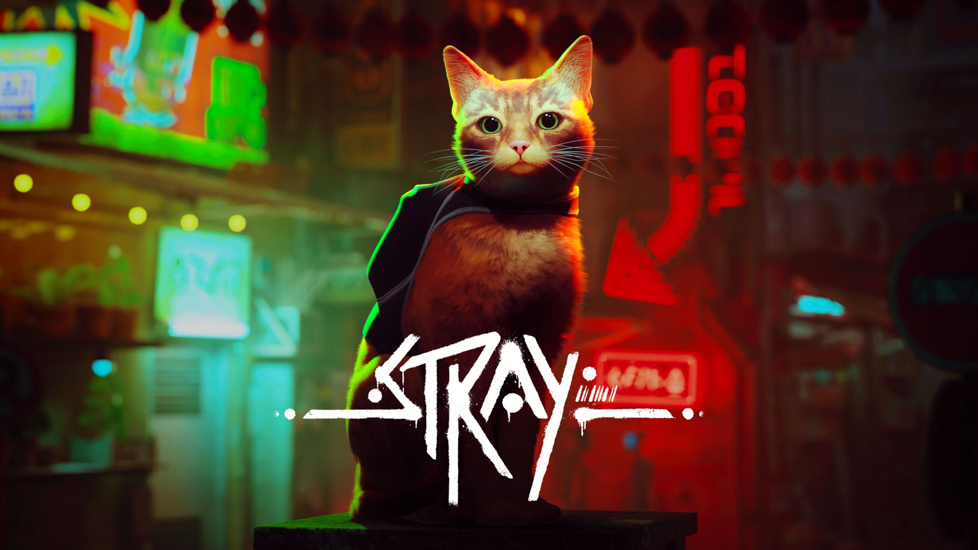 383-stray-xbox-teaser.jpg