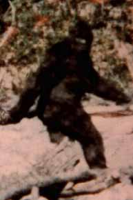 bigfoot.gif