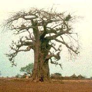 baobab_tree.jpg