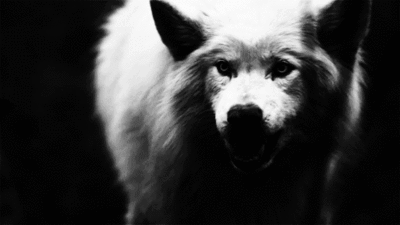 tumblr_mffuwtAEBX1rze6z5o1_400.gif