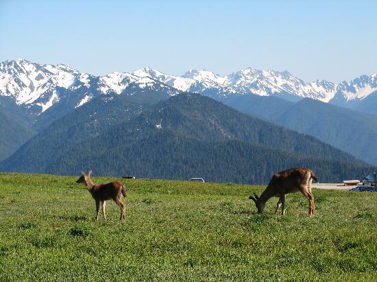 hurricane-ridge.jpg