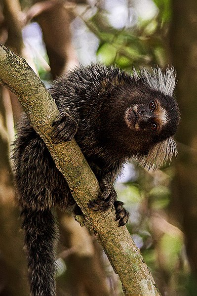 399px-Marmoset_copy.jpg