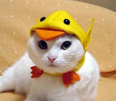 cat+photos.jpg
