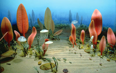 ediacaran.jpg