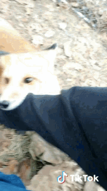 fox-cutie.gif