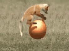play-fox.gif
