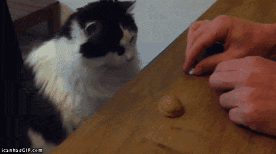 tumblr_mvwotbSw1a1t0vzkoo1_400.gif