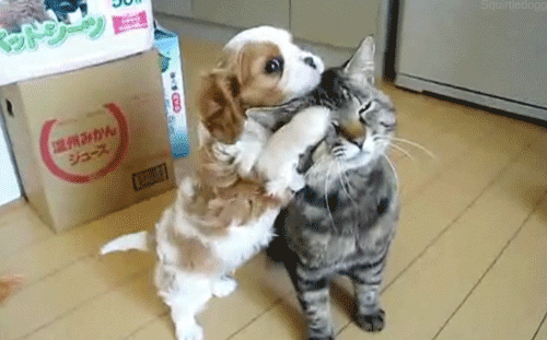 tumblr_lwtwt2Nvpi1qguex2o1_500.gif