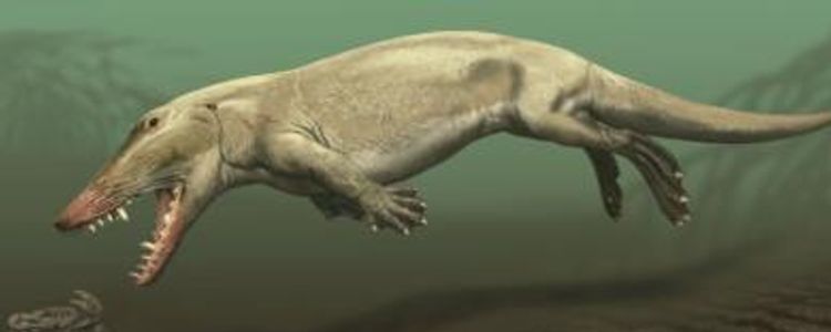 The-Origin-of-Cetaceans-2.jpg