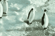 penguin-slap.gif