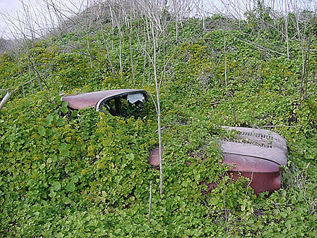 Kudzu.jpg