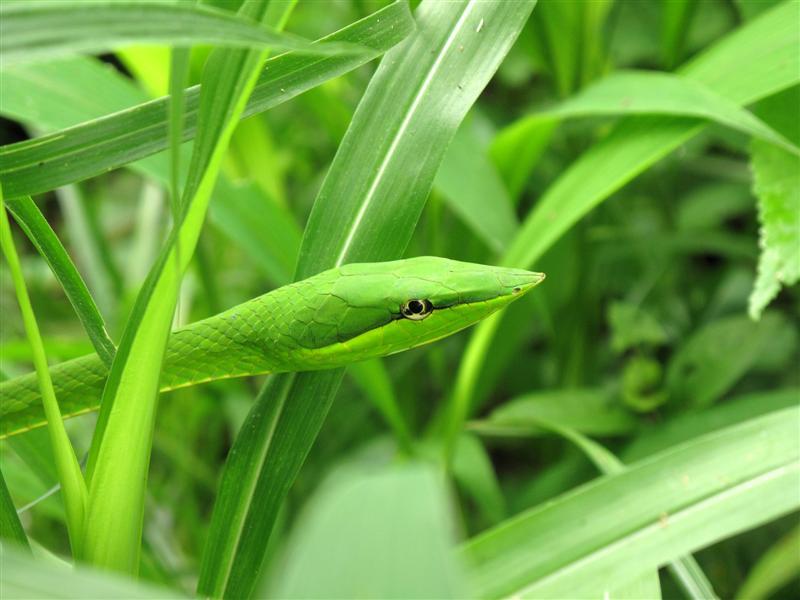 1379053636_snake-1-medium.jpg