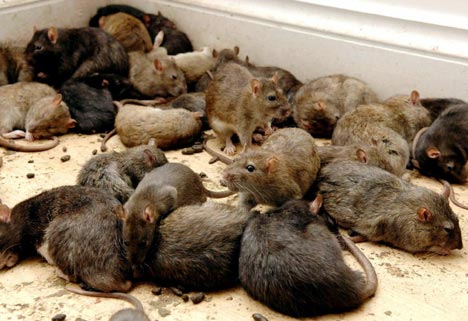ratPA1002_468x321.jpg