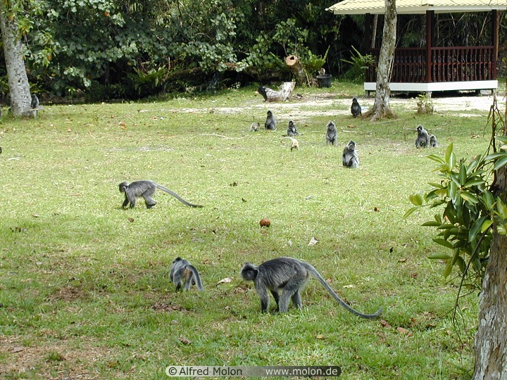 10%20Silver%20leaf%20monkeys.jpg