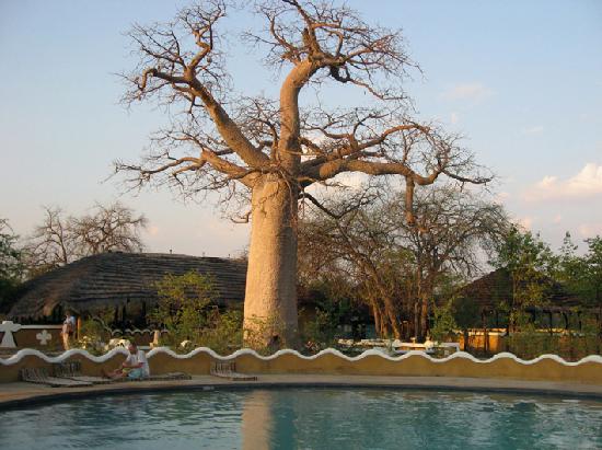 pool-area-with-baobab.jpg