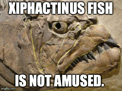 amusing-unamused-fish.jpg