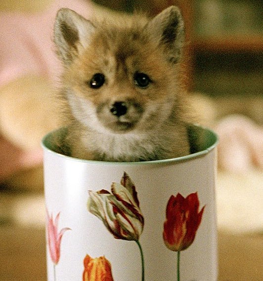 baby-fox-in-a-cup.jpg