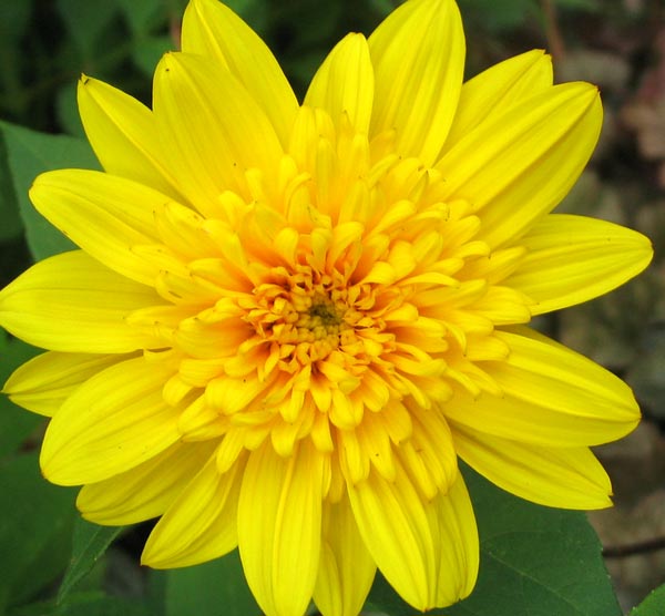 daisy-yellow-helenium.jpg