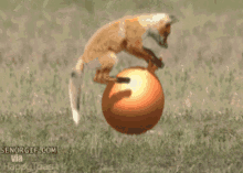 fox-ball.gif
