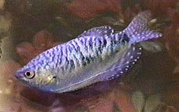 opaline_gourami.jpg