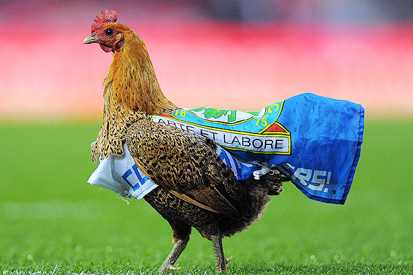 soc_g_chicken_gb1_600.jpg