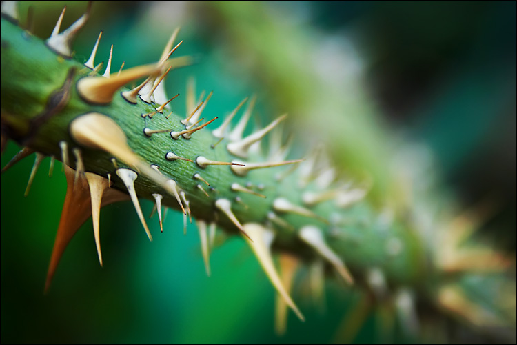 thorns_on_green.jpg