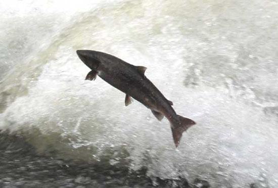 salmon-spawning.jpg