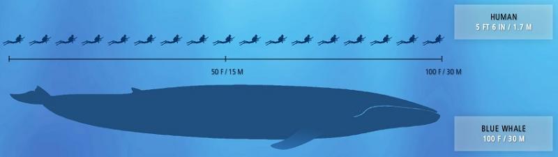 blue-whale-largest-creature-ever.jpg