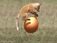 play-fox.gif