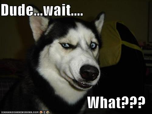 fa7a2c23_dog-dude-wait-what.jpeg