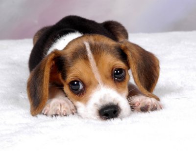 Beagle-is-the-cutest-dog-ever-puppies-4741679-400-309.jpg
